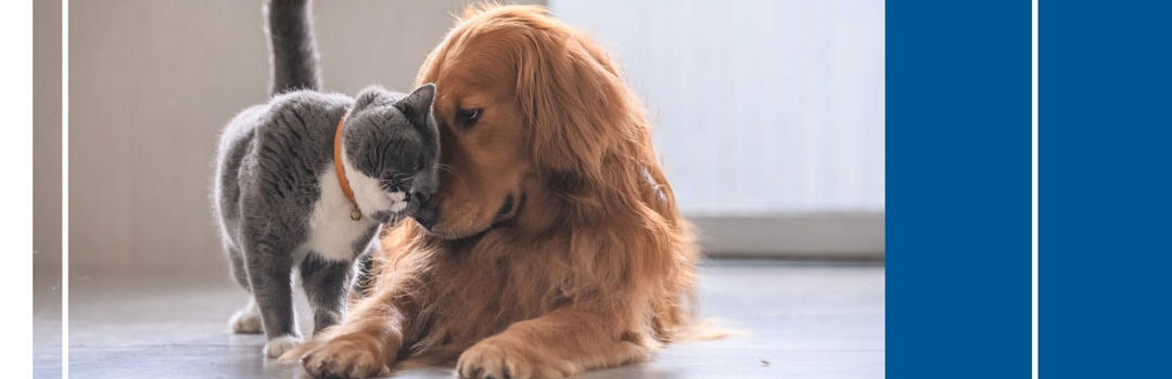 Dog and Cat With Foreheads Together