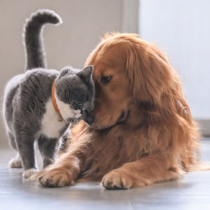 Dog and Cat