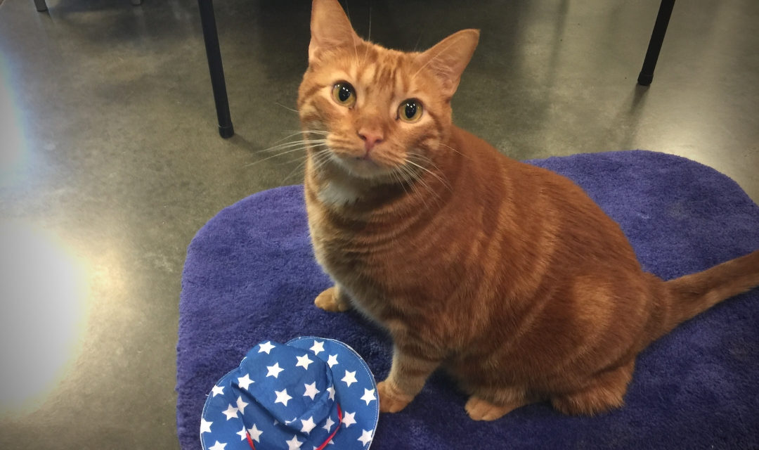 Ginger Tabby Cat on Blue Mat with American Flag Hat