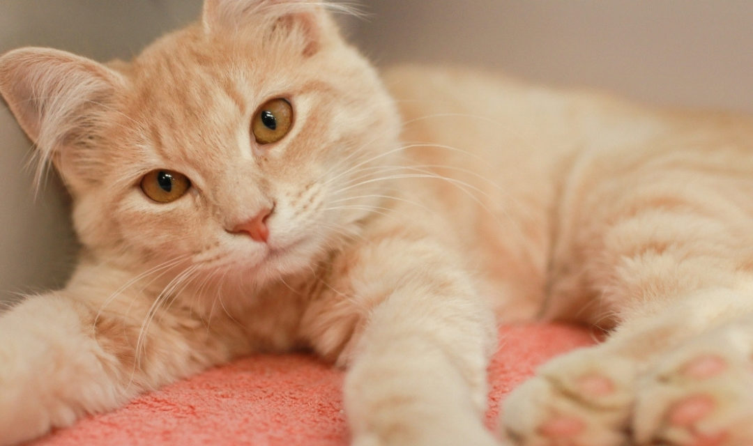 Ginger Cat Laying On Orange Blanket