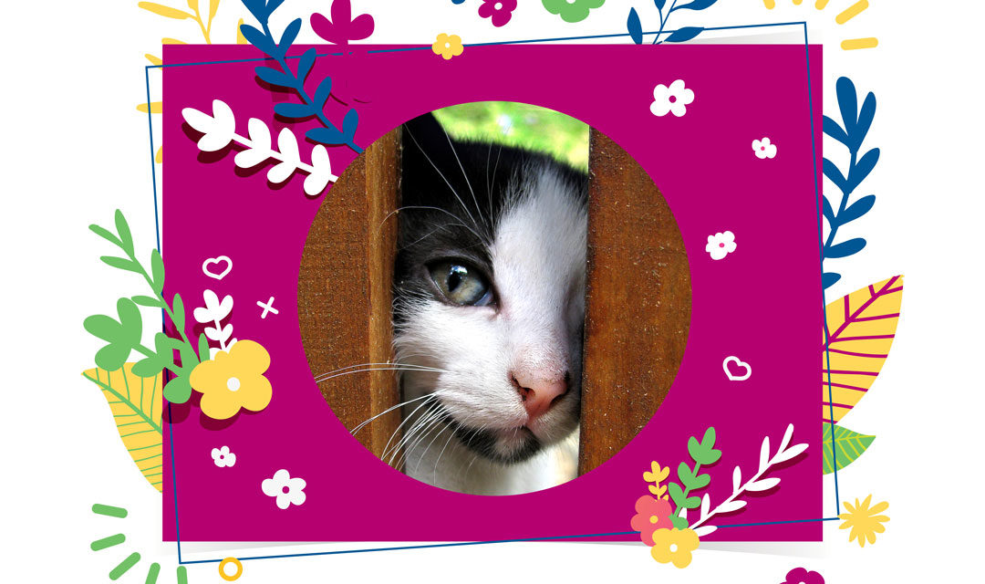 Spring Into Action: Low-Cost Neutering