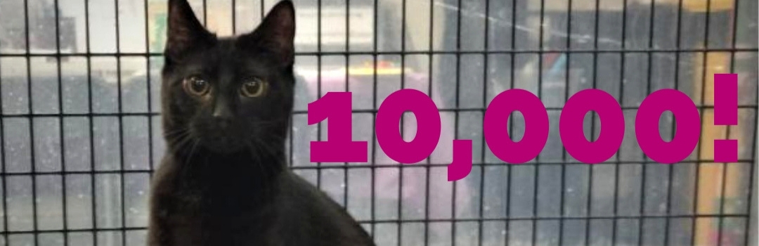 Picture of Black Cat With Pink Text - 10,000!