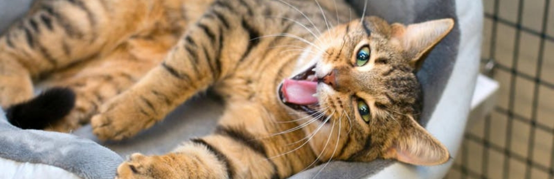 Orange Tabby Laying In Bed With Mouth Open