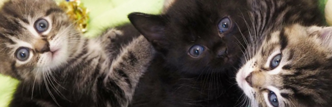 Two Tabby Kittens And One Black Kitten