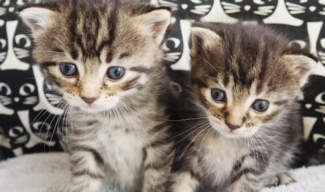 Two Tabby Kittens In Front Of Background With Cartoon Black Cats