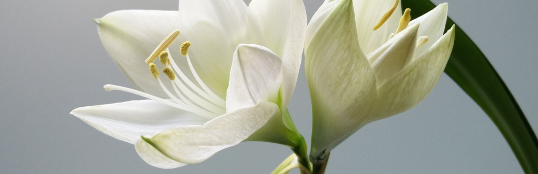 Close Up of Easter Lilly