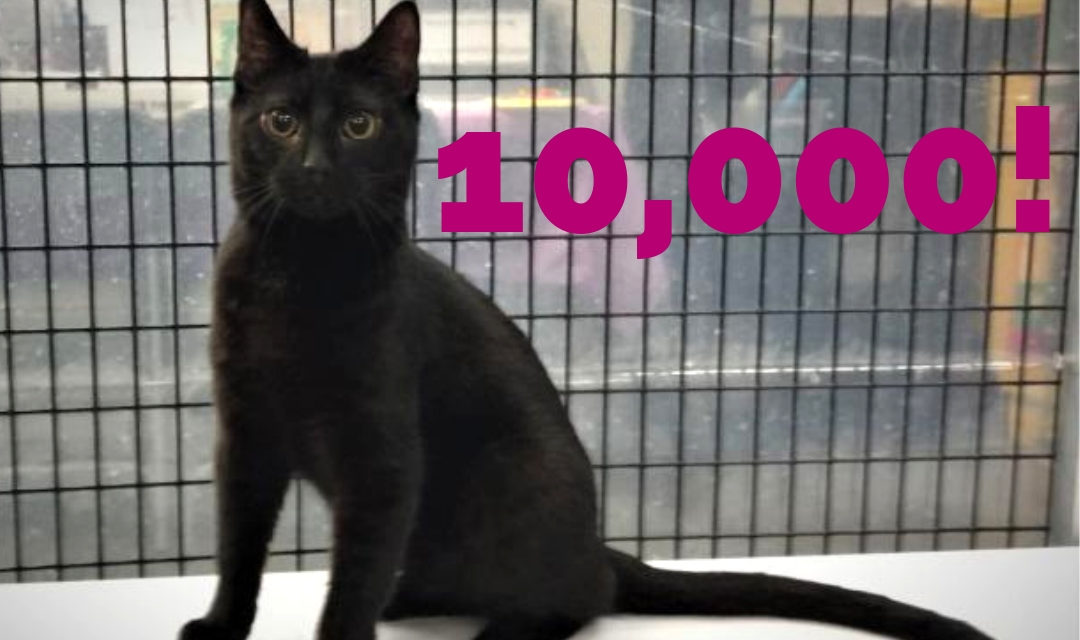 Black Cat With Number 10,000