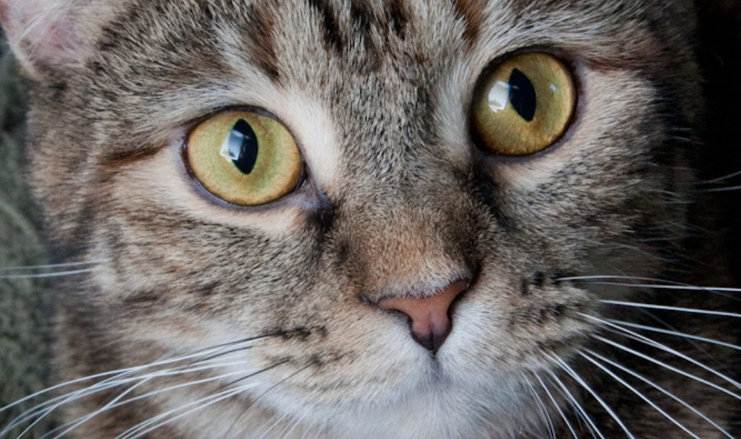 Close Up of Tabby Cat Face