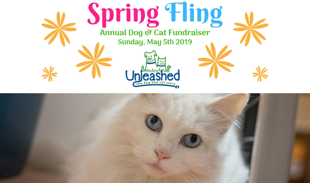 Spring Fling Logo With White Cat