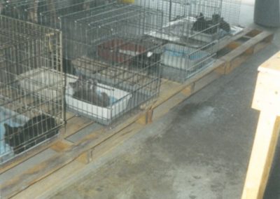 1994 - First 4 Cats and Cages in the Garage