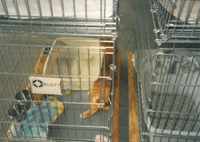 1995 - Rusty in Garage Shelter