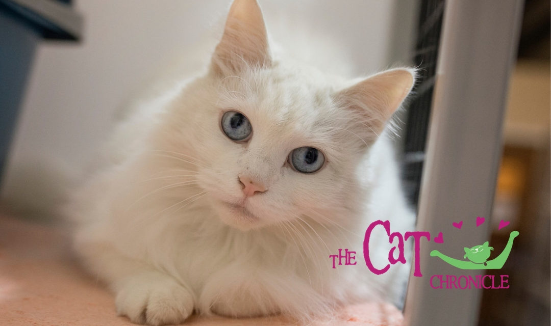 Fluffy White Cat With Blue Eyes And Cat Chronicle Logo in Lower Right Corner