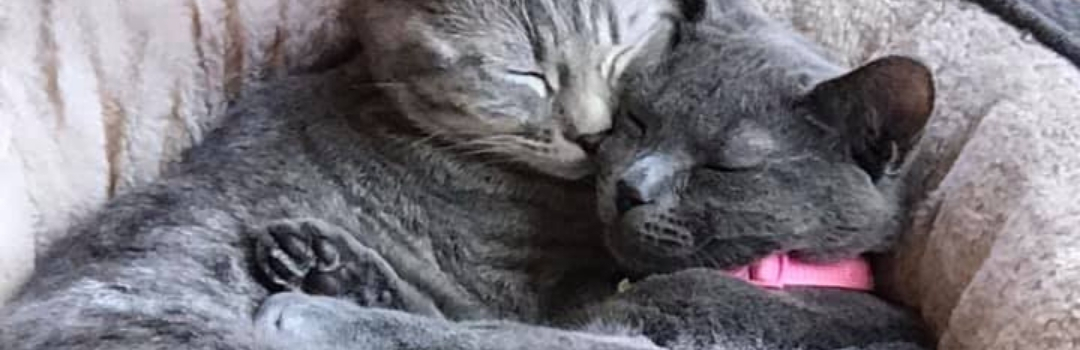 Two Gray Cats Cuddling Together In a Bed