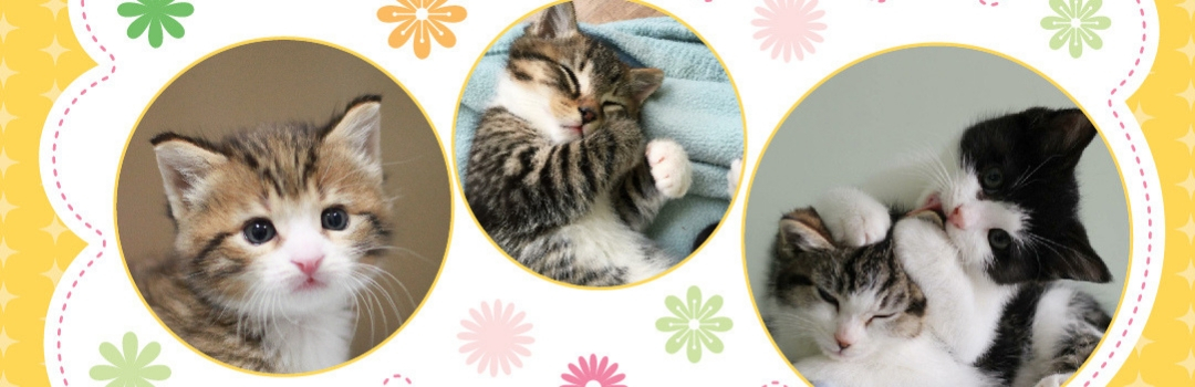 Three Circles With Images Of Kittens