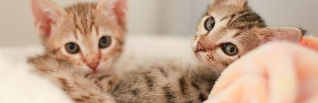 Two Kittens On Peach Color Blanket Looking Back at Camera