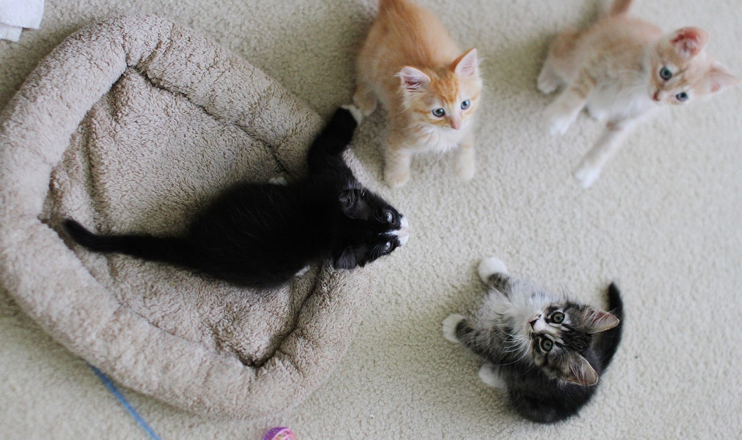 Two Ginger and Two Tuxedo Kittens Playing On Cream Carpet