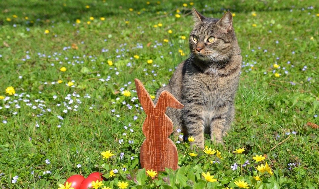 Tabby Cat in Wildflower Field With a Wooden Cut Out of a Rabbit