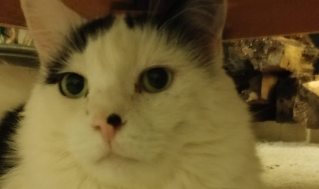 Cruisy - A Fluffy White Cat With a Brown Ear Under a Bed