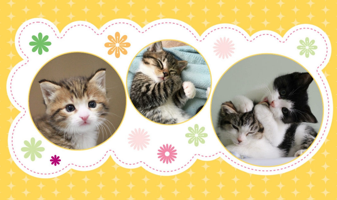 Kitten Registry 2019