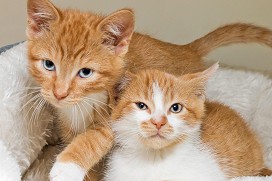 Orange kittens snuggling in bed