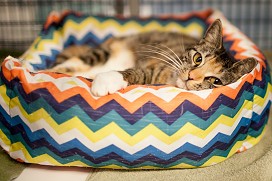 Salsa the tabby with socks waits in the rainbow bed