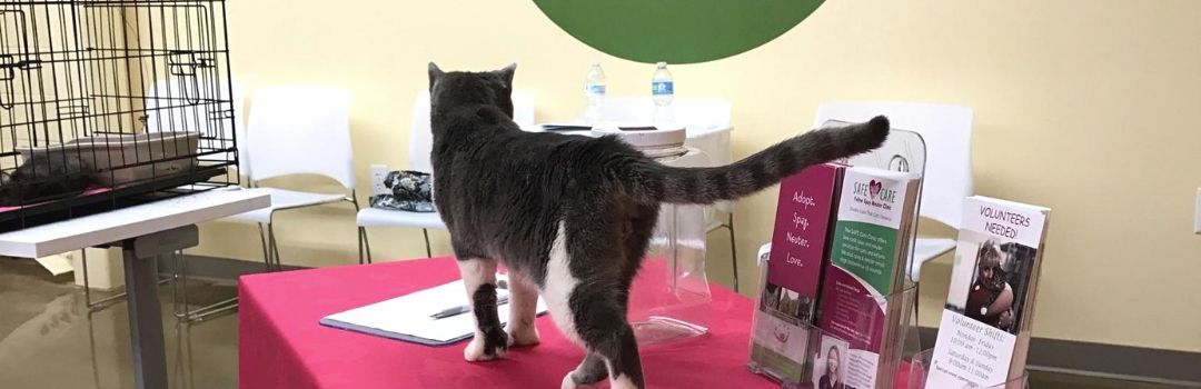 Picture of Back of Dark Gray and White Cat Walking on Table At PetPeople in Front of Brochures