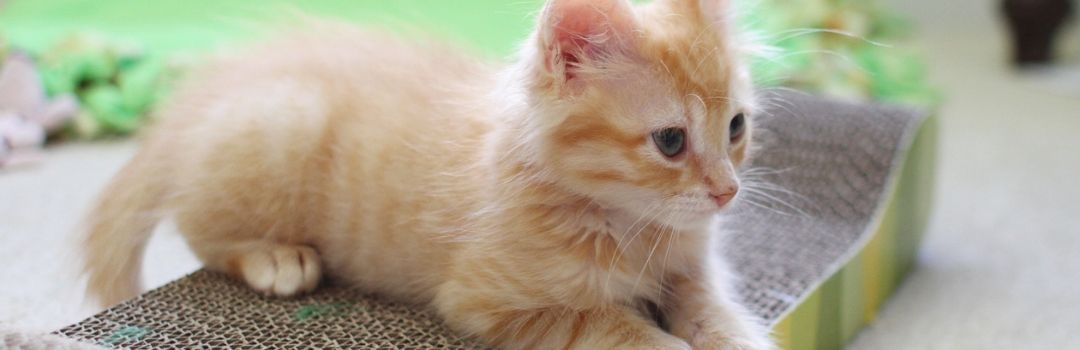 Picture from Side of Small Orange Kitten Sitting On Scratch Pad