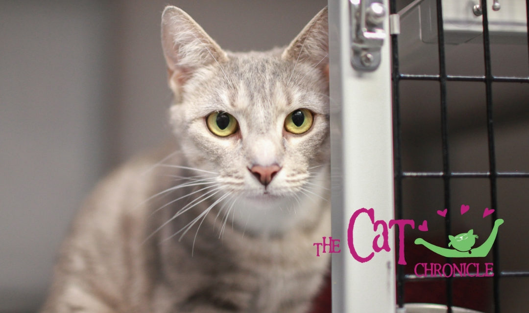 Light Gray Tabby With Yellow Eyes Looking At Camera With Cat Chronicle Logo in Corner