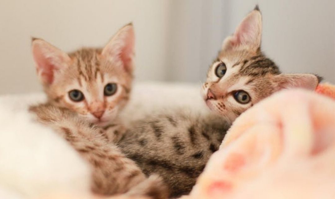 Two Tabby Kittens on a Peach Blanket