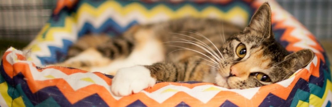 Cat Laying in Colorful Bed