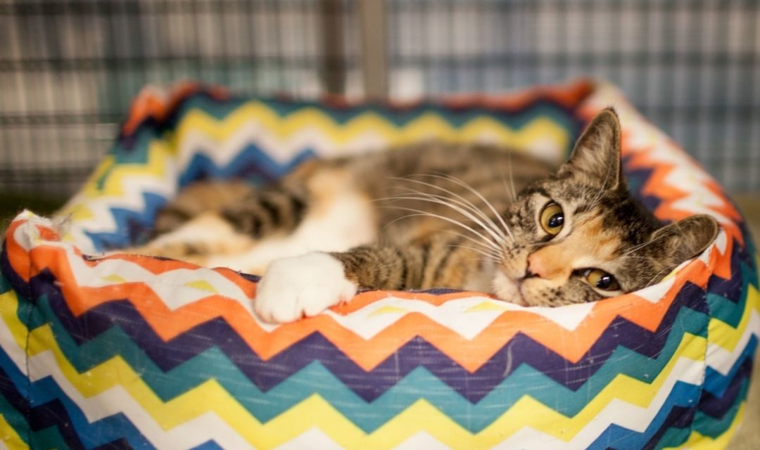 Tabby Cat Laying In Multicolor Cat Bed and Looking at Camera