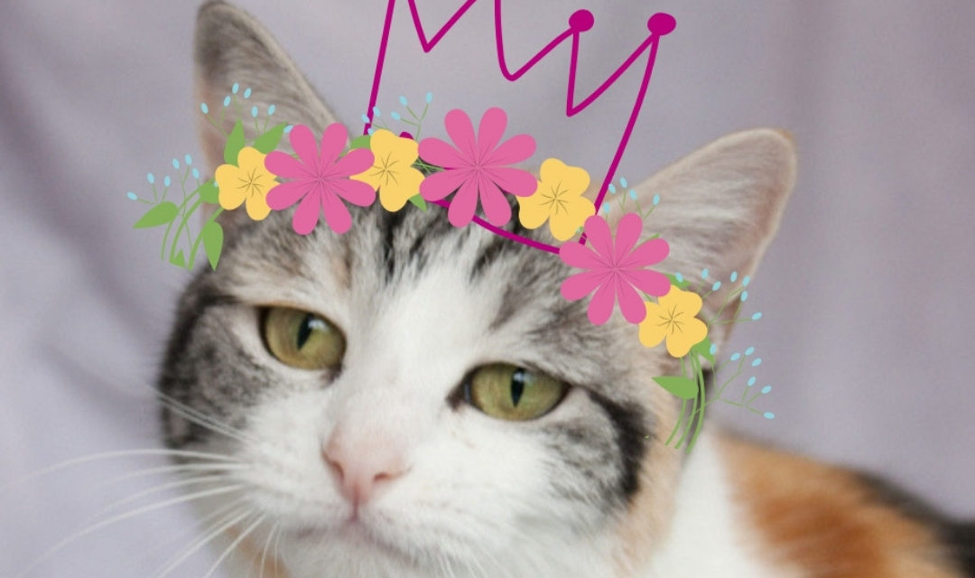 White, Gray, and Brown Cat with Pink Crown and Floral Crown