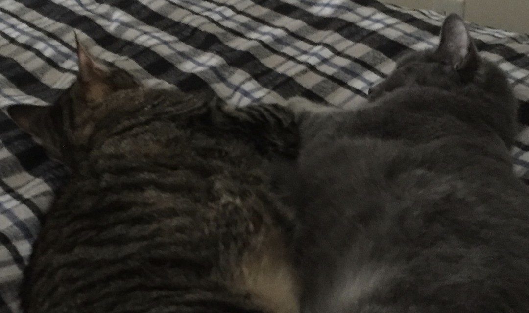 Grey Kitty and Stripey