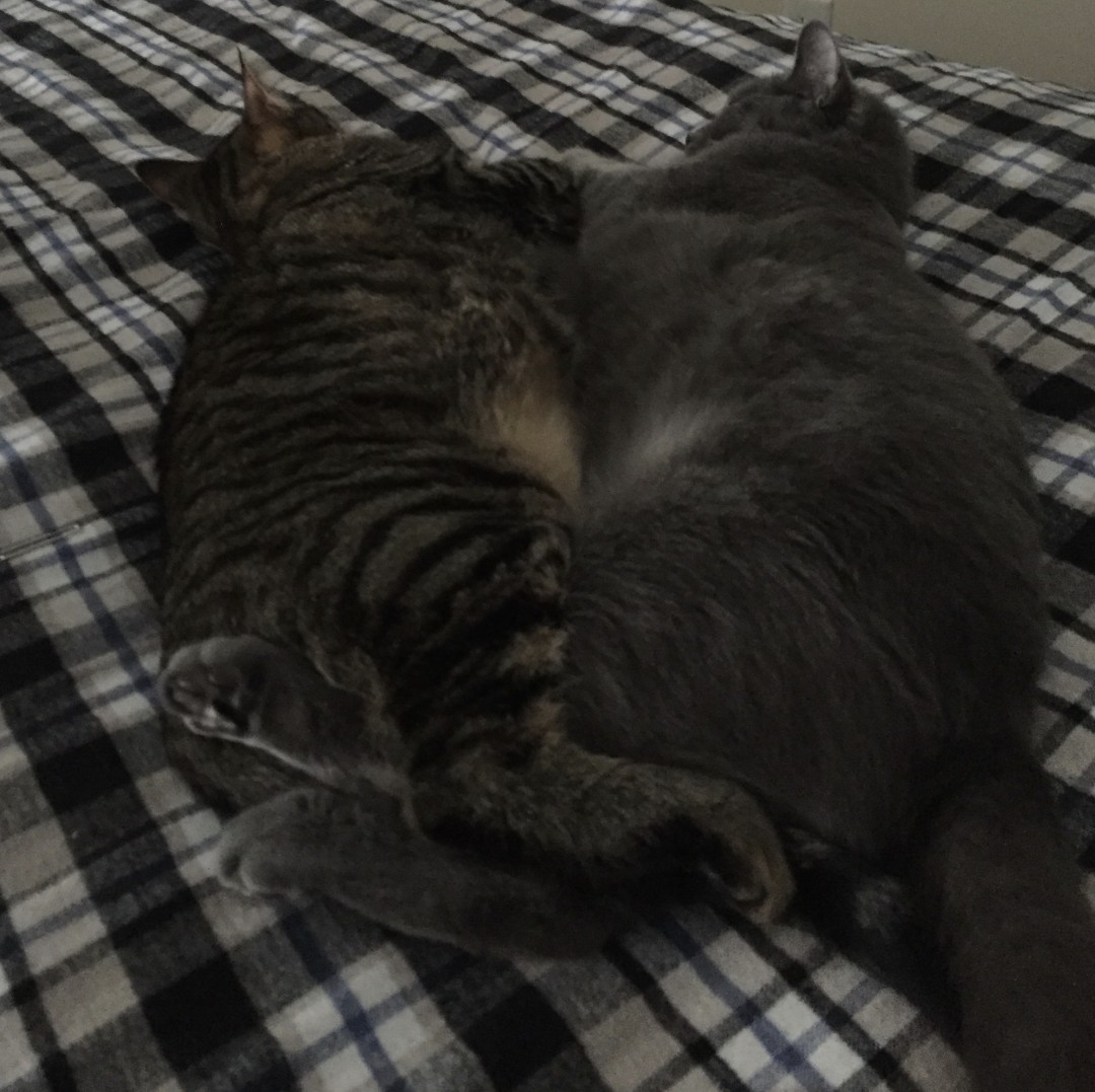 Grey Kitty and Stripey