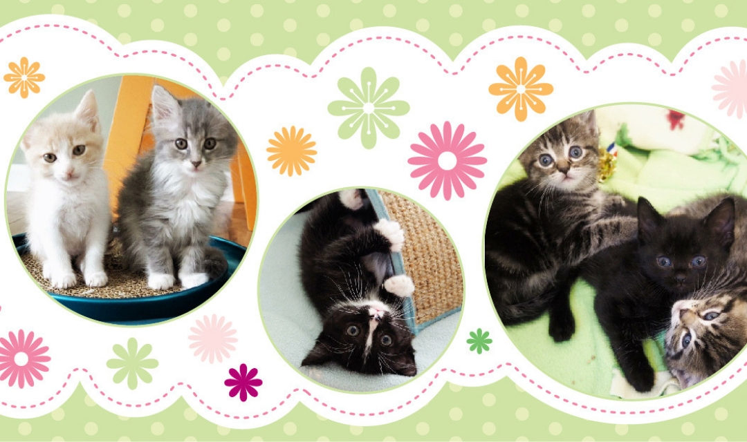 Green Kitten Palooza Banner with Three Circle Photos Featuring Kittens