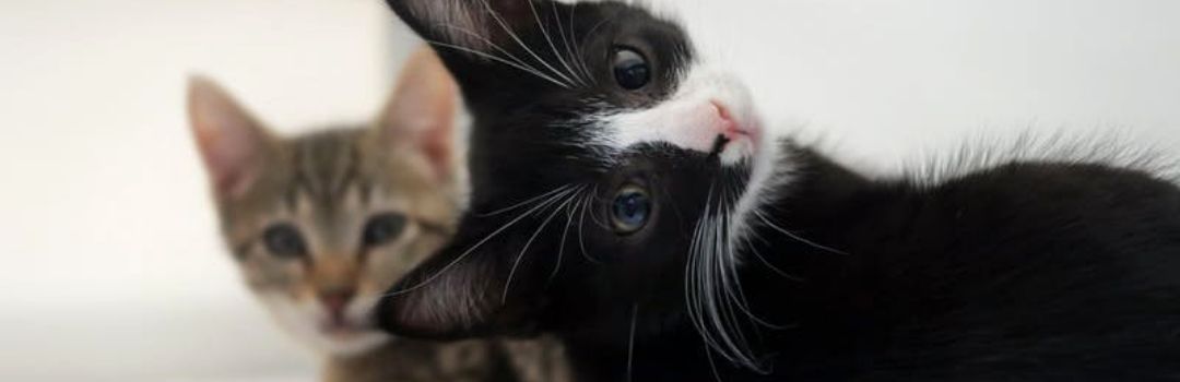 Black and White Kitten With Tabby Kitten