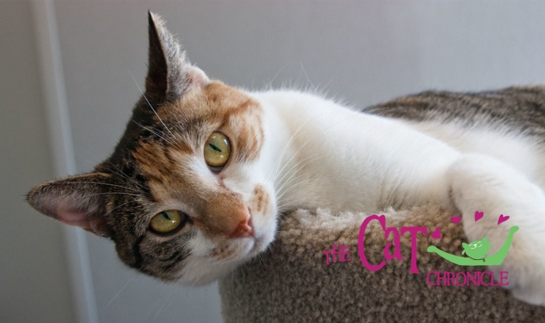 White Cat With Orange Tabby Face Lounging In Cat Tower Bed