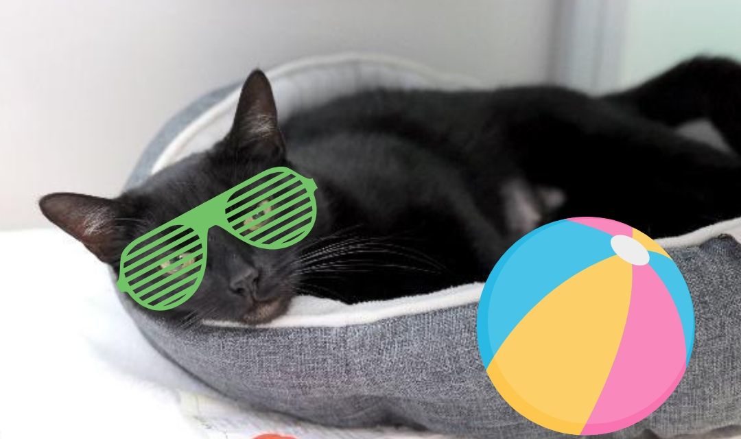 Black Cat Lounging in Bed With Green Sunglasses And a Beach Ball