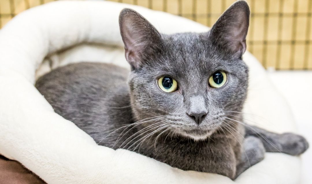 Grey Cat With Yellow Eyes In Bed