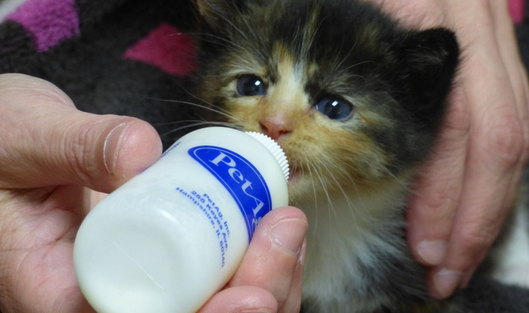 can i use a baby bottle to feed a kitten