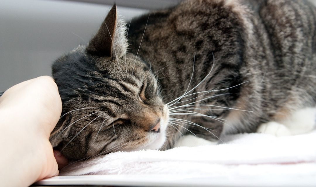 Dark Tabby Cat Nuzzling Into a Volunteer's Hand