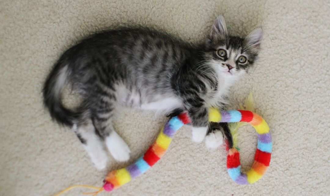 Tabby Kitten Playing With Multicolored Toy