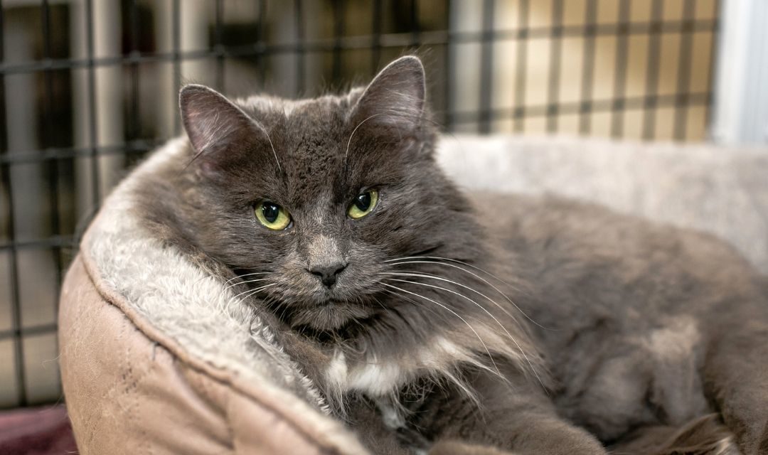 Host a Foster Sleepover for SAFE Haven Kitties!