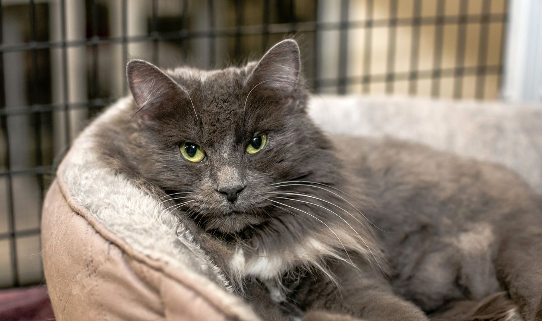 grey fluffy cat