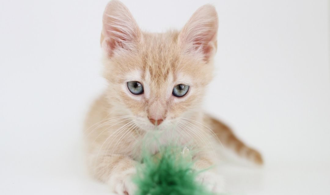 Young Light Orange Tabby With Green Toy