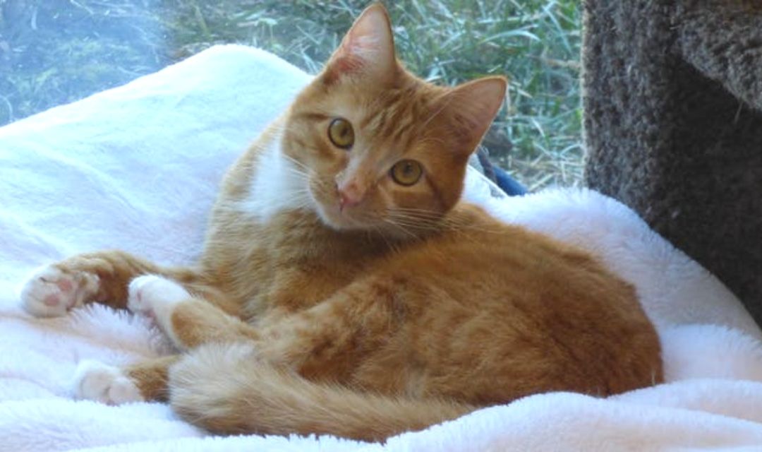 Orange Cat On Pillow