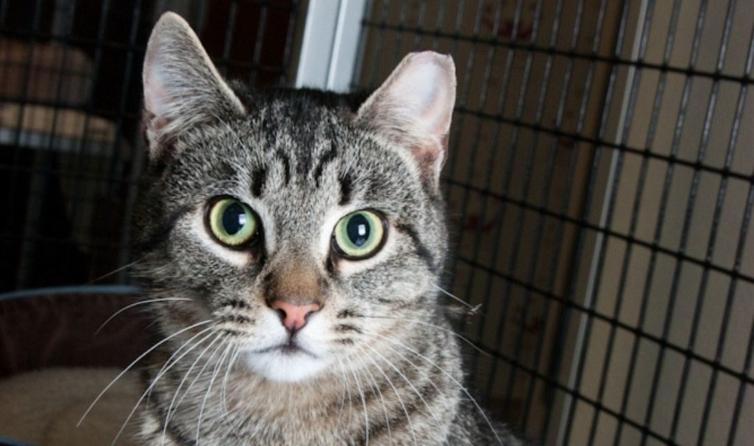 Do You Know How To Help Community Cats?