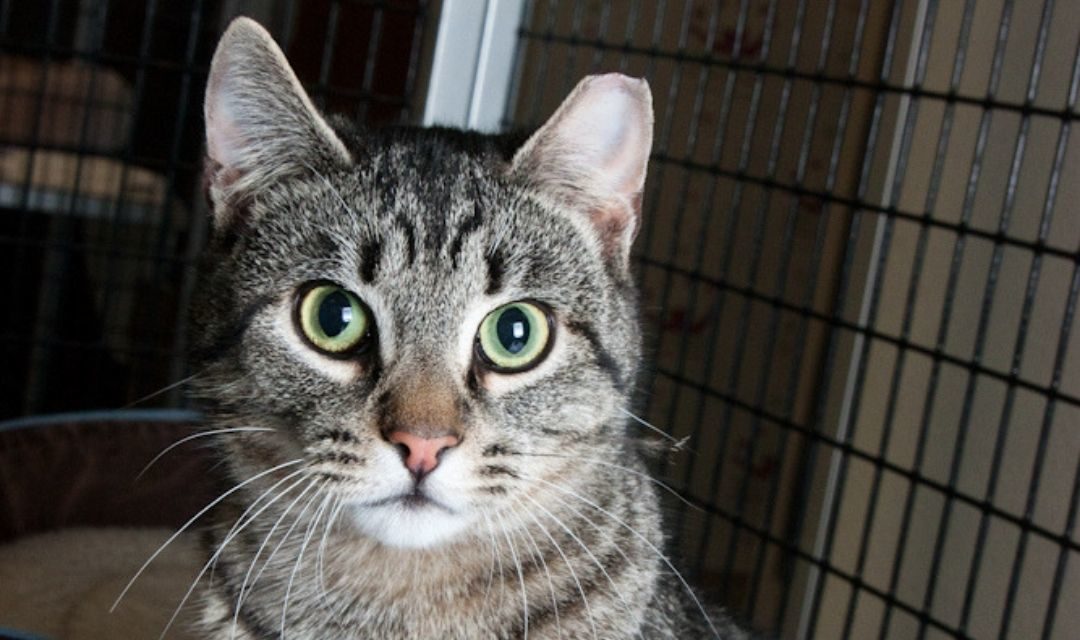 Tabby Cat With Green Eyes and a Clipped Ear