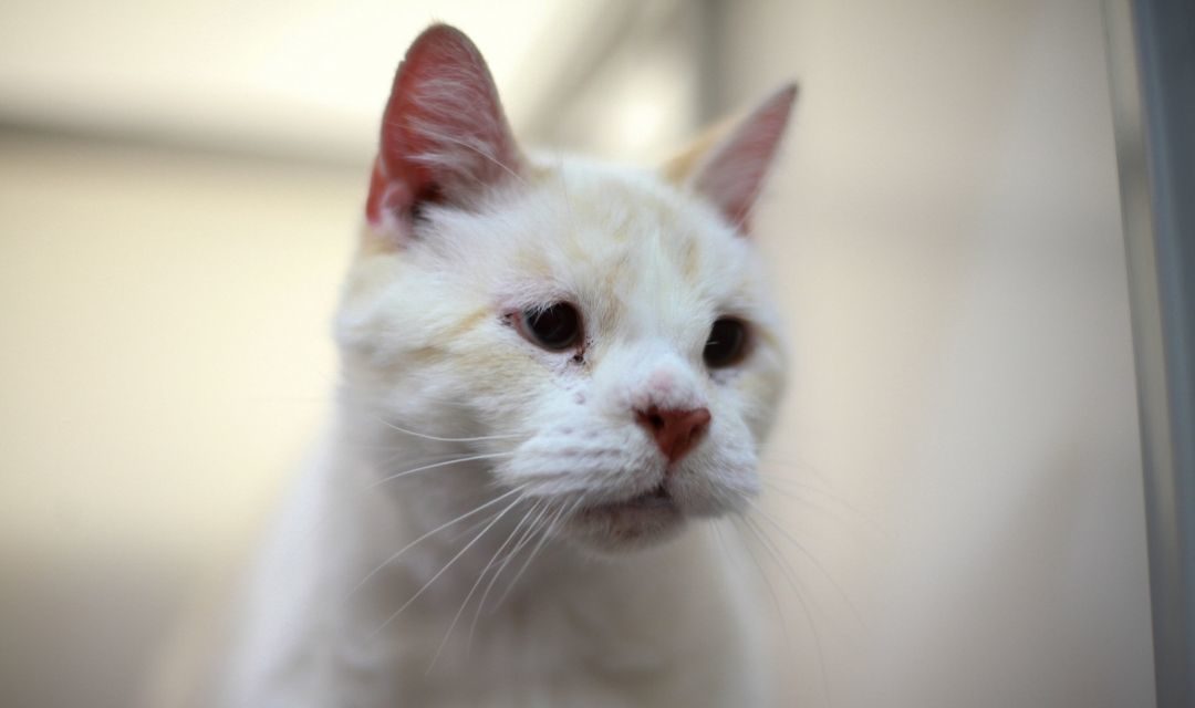 Older Looking White Cat