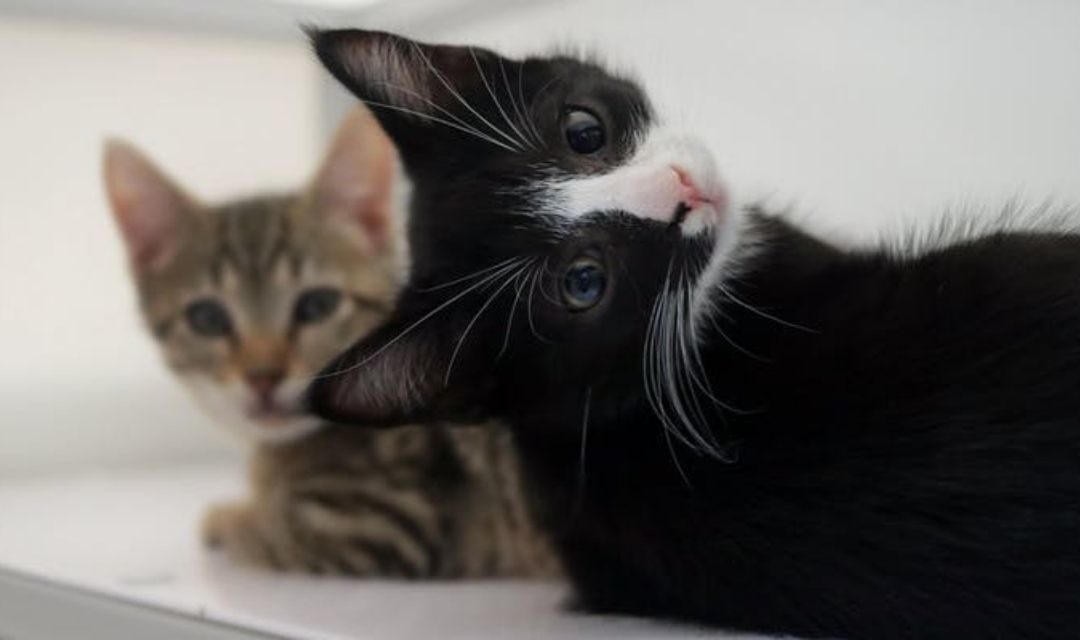 Black and White Kitten With Tabby Kitten